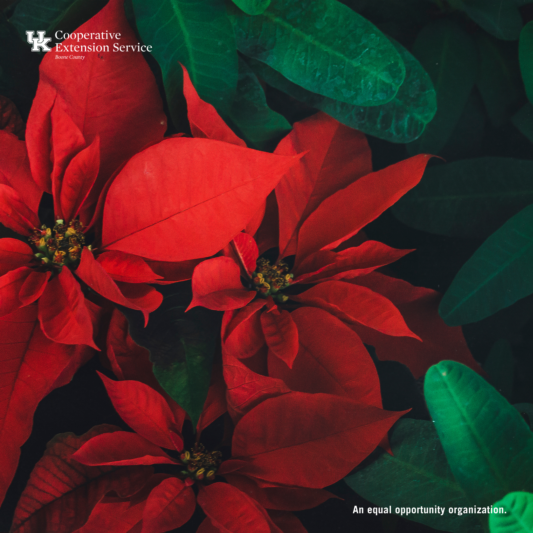Holiday Houseplants