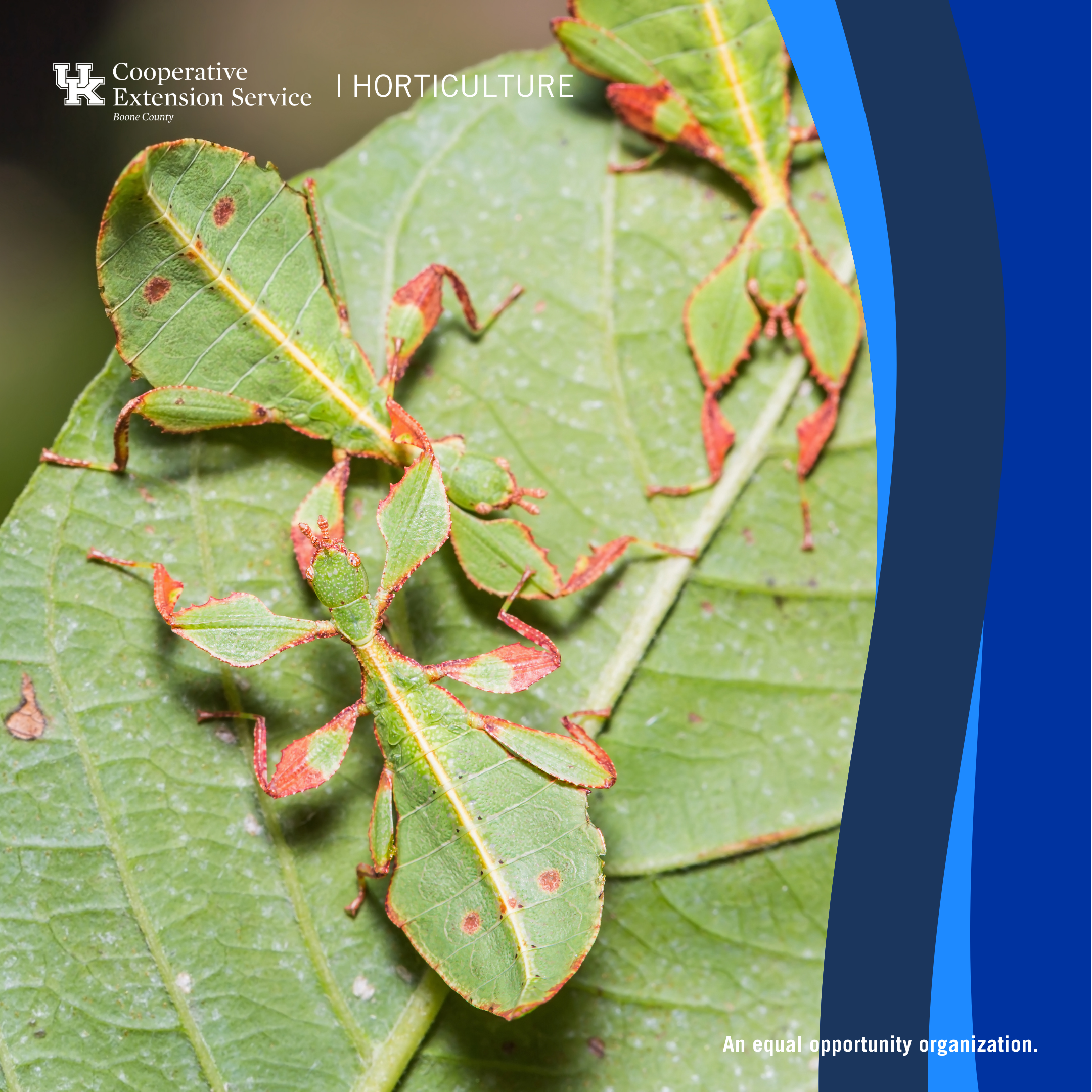 The Basics of Plant Insects & Diseases