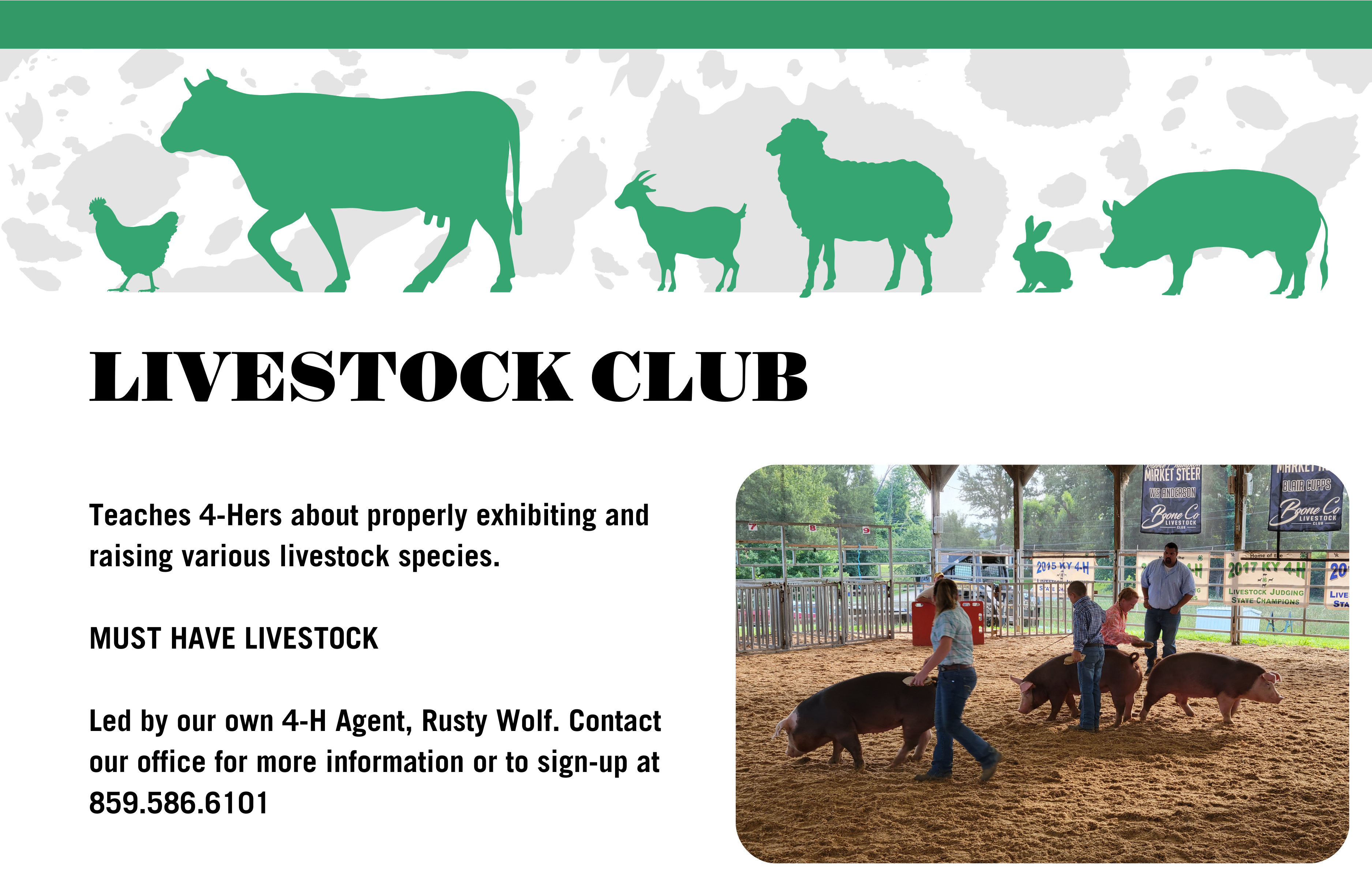 Livestock club 