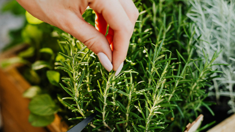 website 2025 herbs through winter